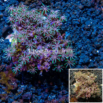 Starburst Polyps Indonesia