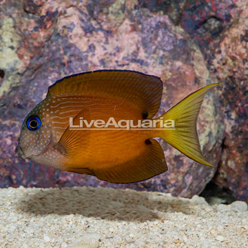 Two Spot Bristletooth Tang