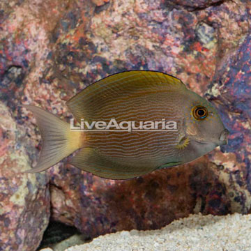 Orange Striped Bristletooth Tang