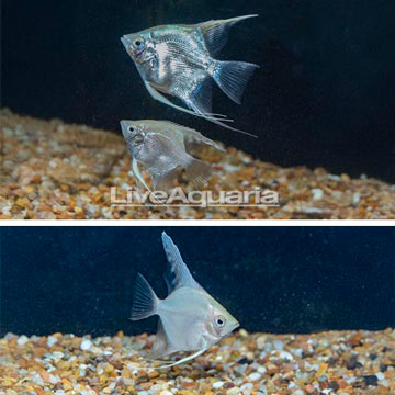 Captive-Bred Gold Angelfish, Trio