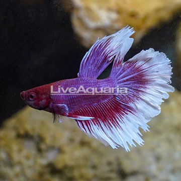 Halfmoon Betta, Male