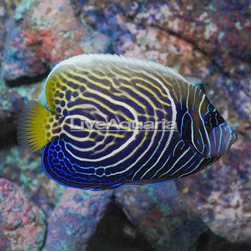 Emperor Angelfish 