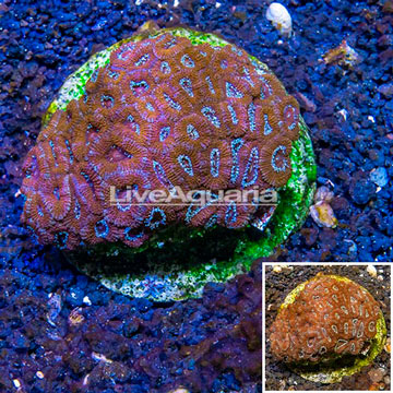 Acan Lord Coral Indonesia