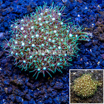 Starburst Polyps Indonesia