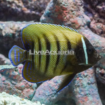 Six Bar Angelfish 