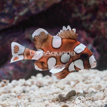 Harlequin Sweetlips