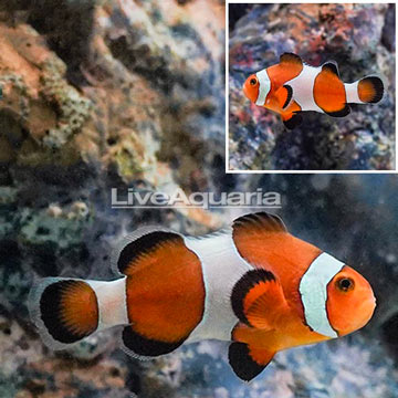 Ocellaris Clownfish