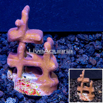 LiveAquaria® Cultured Blue Ridge Coral