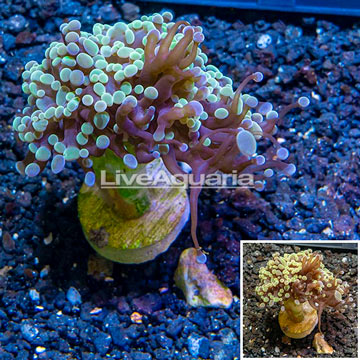 LiveAquaria® Cultured Frogspawn Coral