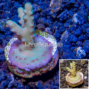 LiveAquaria® Cultured Acropora Coral