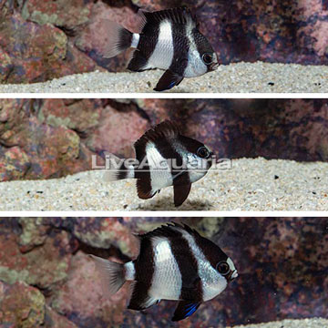 Four Stripe Damselfish, Trio