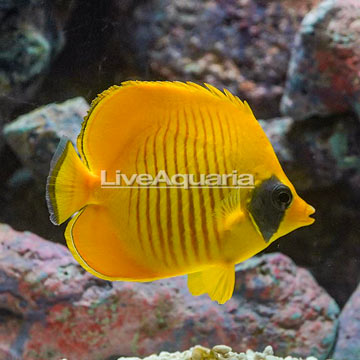 Golden Semilarvatus Butterflyfish