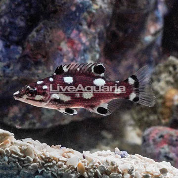 Axilspot Hogfish, Juvenile