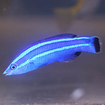 Four Line Cleaner Wrasse, 2.5 [Expert Only]