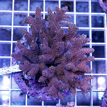 Acropora Coral Indonesia