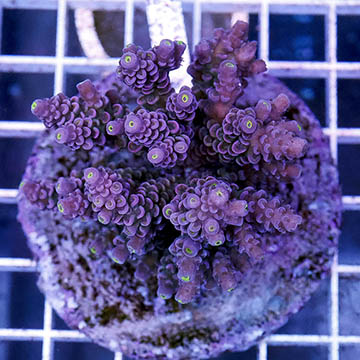 Acropora Coral Indonesia