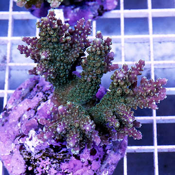 Acropora Coral Indonesia