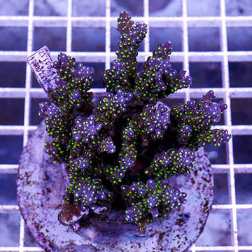 Acropora Coral Indonesia