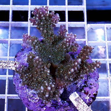 Acropora Coral Indonesia