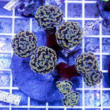 Branching Hammer Coral Indonesia