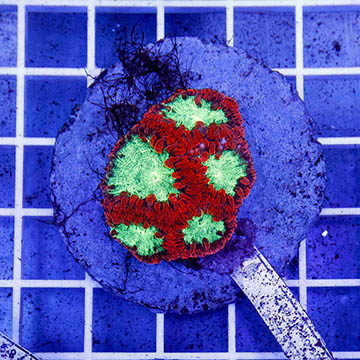 Blastomussa Coral Indonesia