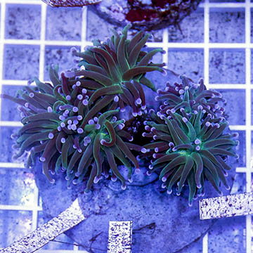 Torch Coral Indonesia