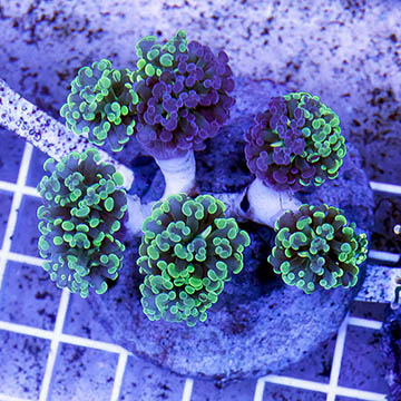 Branching Hammer Coral Indonesia