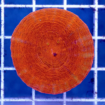 Scolymia Coral Australia