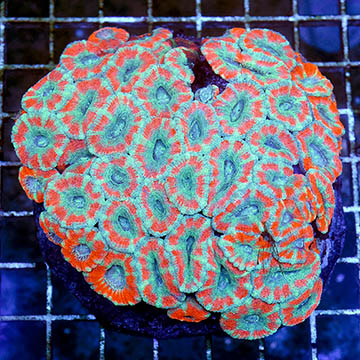 Acan Lord Coral Indonesia