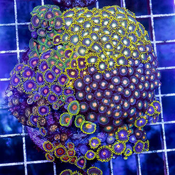 Zoanthus Coral Combo Rock