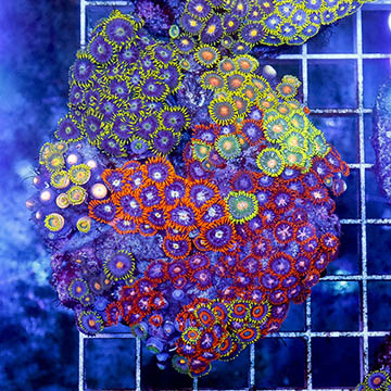 Zoanthus Coral Combo Rock