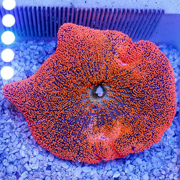 Haddon's Carpet Anemone, Red