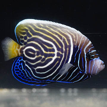 Emperor Angelfish - Transitioning, 4.25