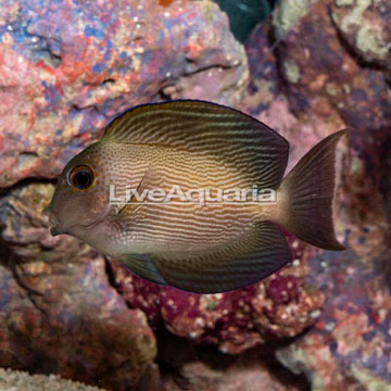 Orange Stripe Bristletooth Tang