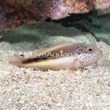 Freckled Hawkfish