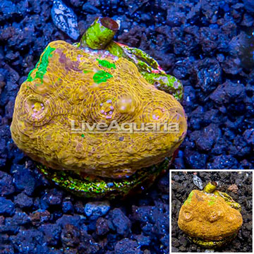 LiveAquaria® Cultured Ultra Chalice Coral