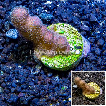 LiveAquaria® Cultured Stylophora Coral