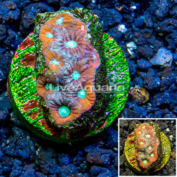 LiveAquaria® Cultured War Coral