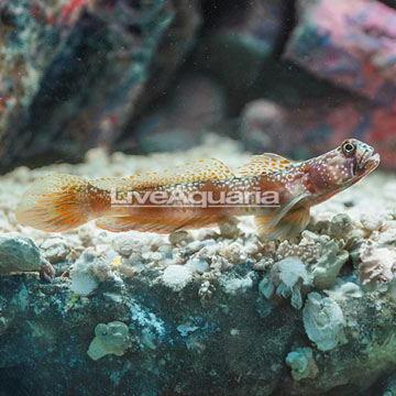 Periophthalma Prawn Goby