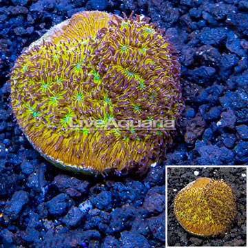 LiveAquaria® Cultured Leptoseris Coral