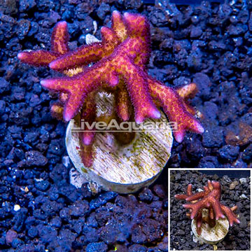 LiveAquaria® Cultured Birdsnest Coral