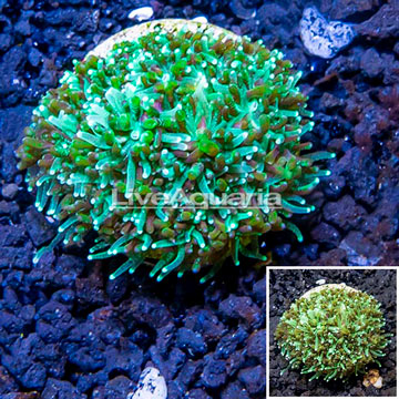 LiveAquaria® Cultured Galaxea Coral