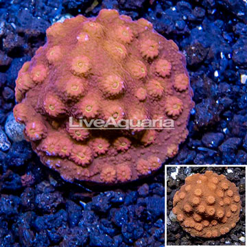 LiveAquaria® Cultured Cyphastrea Frag