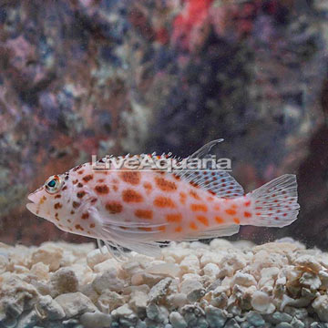 Spotted Pixie Hawkfish