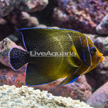 Koran Angelfish