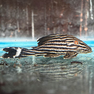 Royal (L-190) Plecostomus 3.75