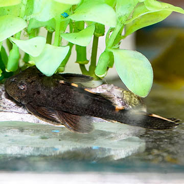 Redfin Blackspot (L-091) Plecostomus, 2.75
