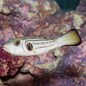 Narrow-Lined Puffer