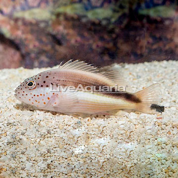 Freckled Hawkfish