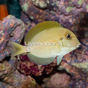 Epaulette Surgeonfish